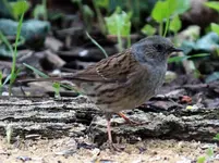 Vogel.webp