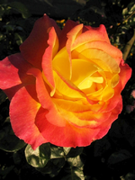Orient.webp