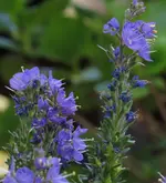 Blümchen - Kopie.webp