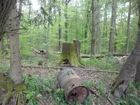 SAM_3619.webp