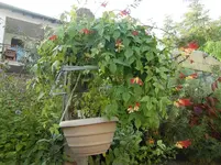 CIMG7447.webp
