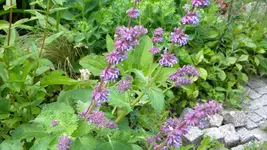 DSCN5033.webp