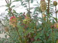 DSCN7077.webp