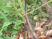 SAM_3580.webp