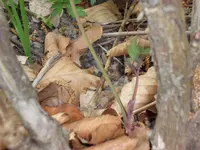 SAM_3581.webp