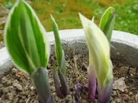 SAM_3573.webp