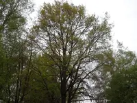 SAM_3636.webp