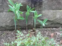 SAM_3595.webp