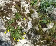 Gelbe Schönheit Felsen_Ausschnitt.webp