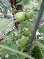 SAM_2076.webp