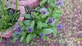 flockenblume.webp