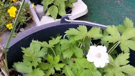 geranium versicolor.webp