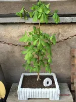 G_Bonsai_Kastanie1-3___19.04.2014__mr.ditschy.webp