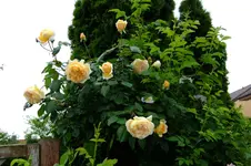 DSCF1446.webp