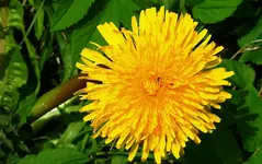 Ostern (1).webp