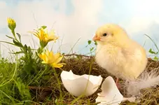 cf8ea87fcd6b155b_xlarge[1].webp