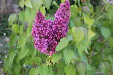 2014_04_17_2299_1.webp