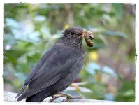 Amsel mit Beute (2).webp