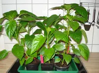 DSC03303.webp