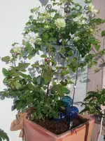 IMGP0227.webp