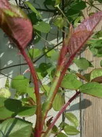 IMGP0228.webp