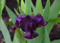 DSC_0023.webp