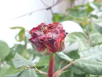 DSCF6348.webp