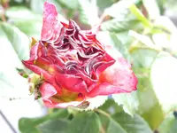 DSCF6349.webp