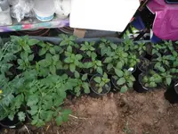DSCF7721.webp