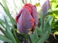 P1120201.webp