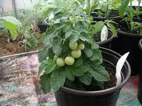 Venus.webp