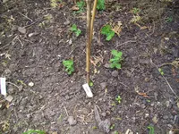 100_1435.webp