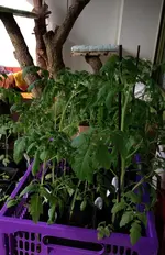 Tomaten1.webp