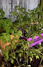 Tomaten2.webp
