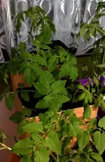 Tomaten3.webp