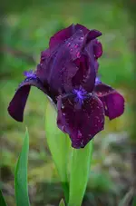 Kirschgarten.webp