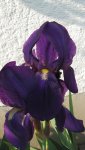 IMG_4632 - Iris lila.jpg