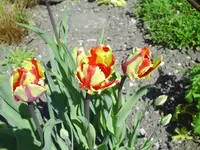 PICT0002.webp