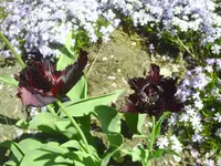 PICT0011.webp