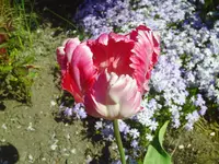 PICT0013.webp