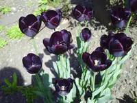 PICT0055.webp