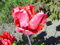 PICT0057.webp