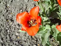 PICT0059.webp