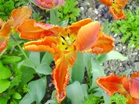 PICT0066.webp