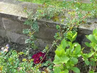 SAM_3638.webp