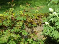 SAM_3639.webp