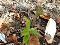 SAM_3645.webp