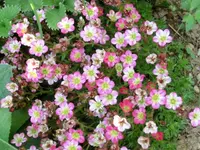 CIMG7319.webp