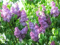 CIMG7321.webp