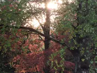 SAM_3569.webp